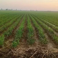 اجاره زمین برا سیر وگندم کانال ال و ام وآغدام