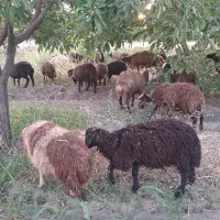بره ناب پای پرواری