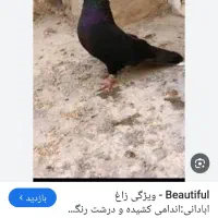 کبوتر راغ