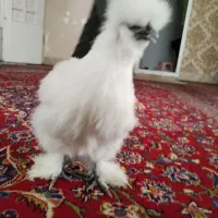 نیمچه ابریشمی فوق اصیل گرید a