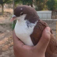 کبوتر