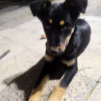 سگ دوبرمن