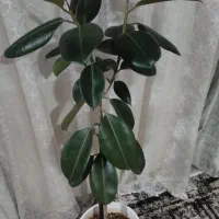 ۳،۰۰۰۰۰۰|گل و گیاه طبیعی|ایلام, |دیوار