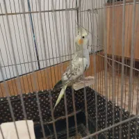 عروس هلندی