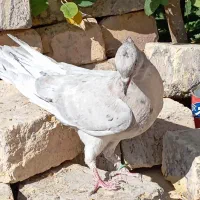 یک جفت کفتر رنگ وپرشت