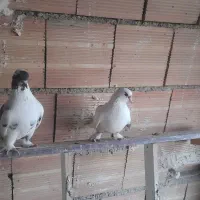 کبوتر سسلی