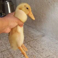 اردک دونه ۳۵۰ هزار تومن