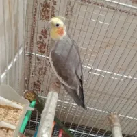 عروس هلندی بالق