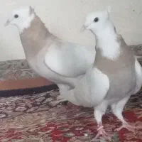 طوقی اس