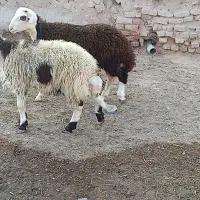 بره قوچی اصیل