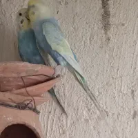 جفت رینبو تمیز