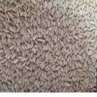 خریدار گندم دیم جو دیم وماشک وگاودانه