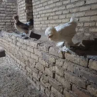مرغ سلطان نخمگذاز
