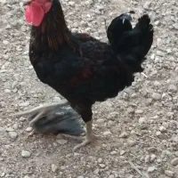 خروس
