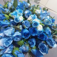 ۱۶۵ عدد گل رز آبی زیر قیمت