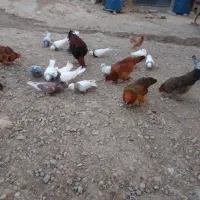 کبوتر