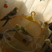 عروس هلندی و مرغ عشق پروانه ای
