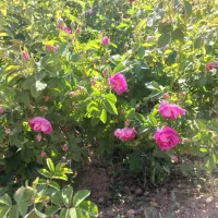 گل محمدی|خوردنی و آشامیدنی|صالح آباد, |دیوار