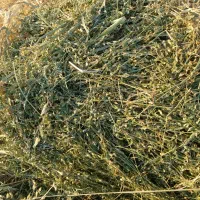 ماشک علوفه ای  یونجه شبدر
