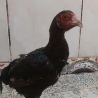 مرغ لاری