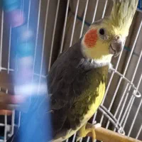 طوطی عروس نر سخنگو