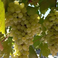 انگور عسگری