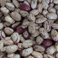 لوبیا چیتی