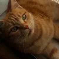 گربه