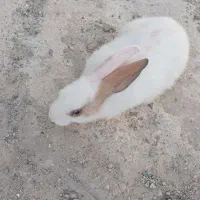 خرگوش