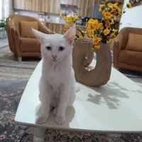 واگذاری گربه بریتیش
