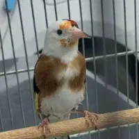 سهره ماده