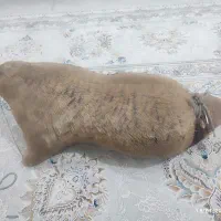 مشک، پوست کهره دکوری