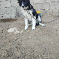 سگ قدر جونی نگهبان