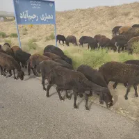 گوسفند