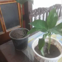 درخت انبه