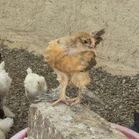 جوجه 2ماهه میکس 120عدد برهما لاری دورگ گلین