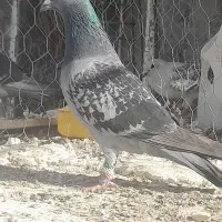 سبز مگس|پرنده|زاهدان, |دیوار