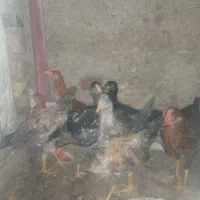 جوجه محلی