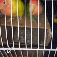 طوطی برزیلی جفت