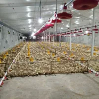 نیازمند شریک برای مرغداری