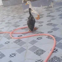 اردک بشه