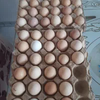 تخم مرغ محلی نطفه دار