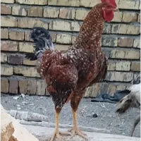 مرغ و خروس و اردک
