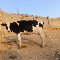 گاو شیری