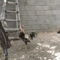مرغ و خروس لاری