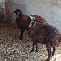 بره نر چاق