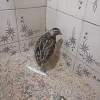 بلدرچین