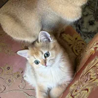 بیریتیش گلد خاص