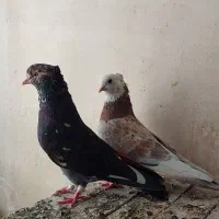 سرور پرشی