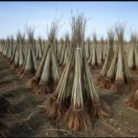 انواع نهال میوه.گردو.بادام صنوبر.کبوده عمده .خرده